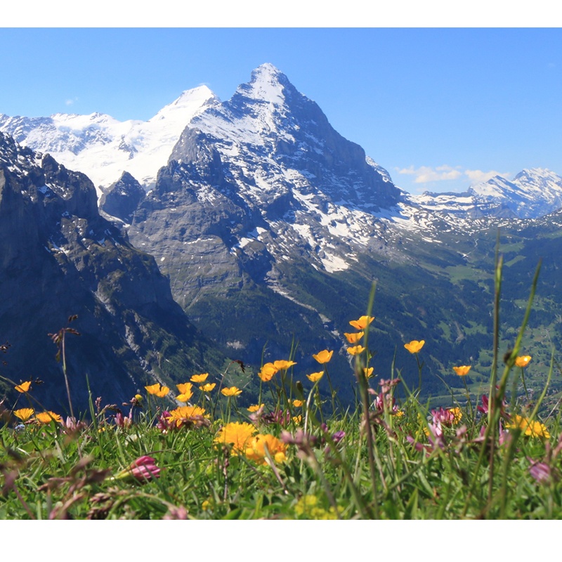 Swiss Epilobium Actives Sebum Balancing Serum