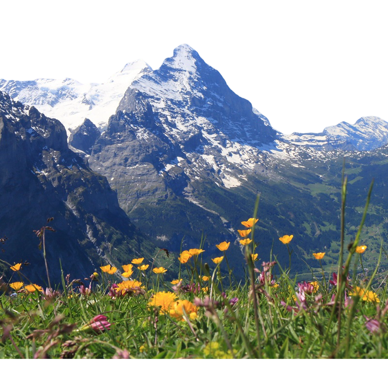 Swiss Marrubium Actives Regeneration Serum