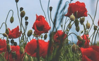 Kenzo Parfum Kenzo Parfum